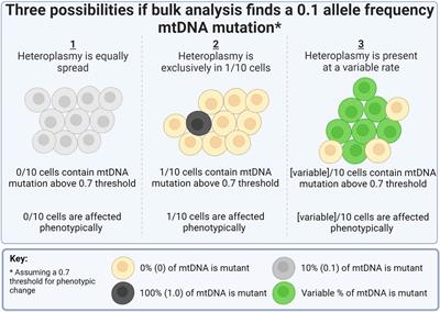 A complete workflow for single cell mtDNAseq in CHO cells, from cell culture to bioinformatic analysis